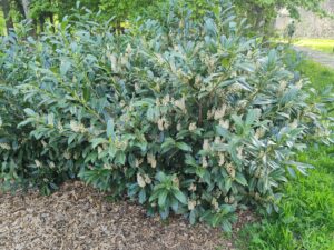 Rostliny do stínu: Jak vytvořit pestrý záhon i ve stinných koutech?